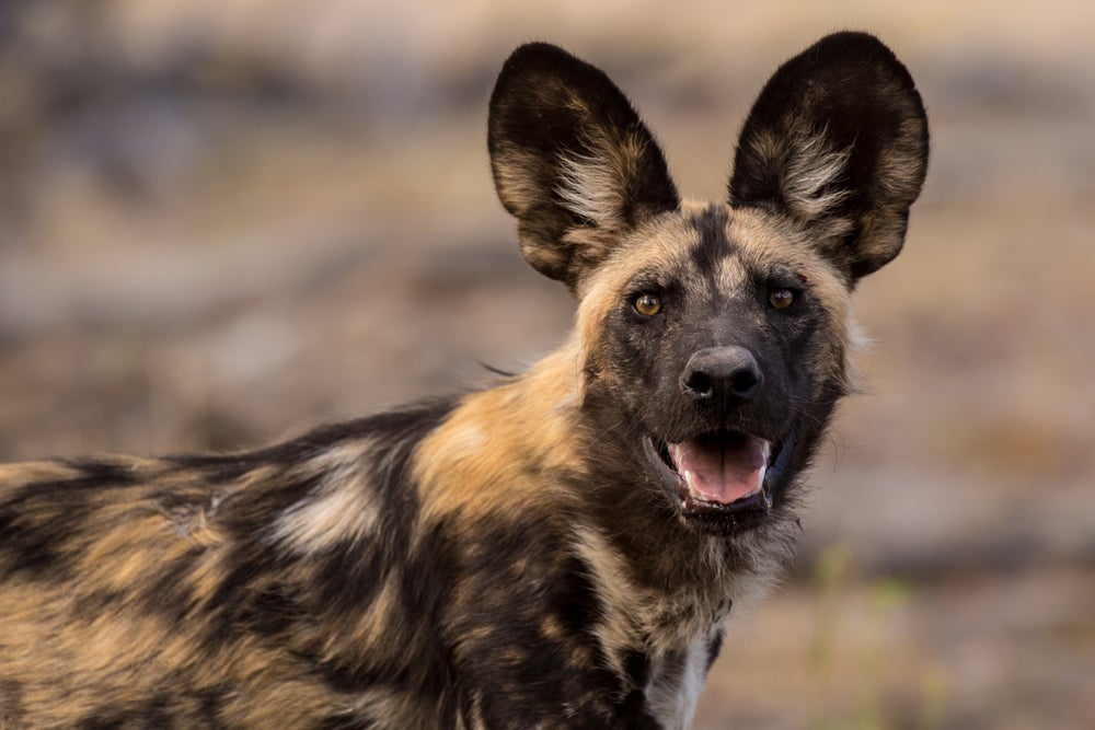 O Cão Selvagem Africano emite um som que lembra um espirro para votar nas assembleias
