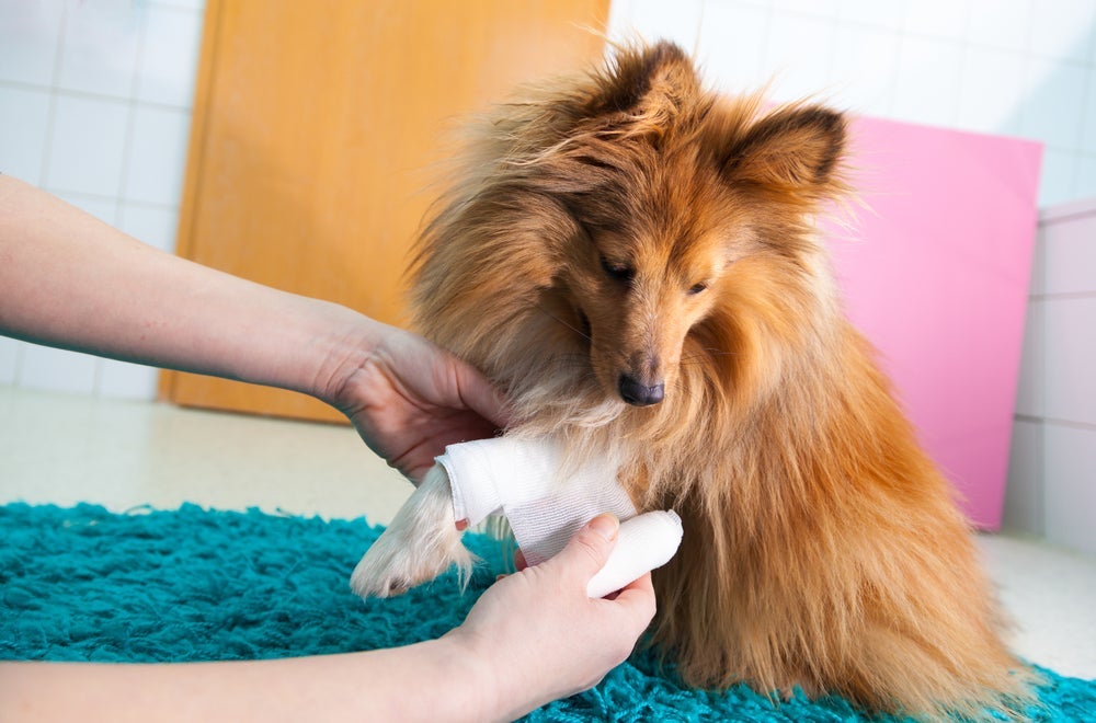 O machucado na pata de cachorro precisa de curativo para evitar infecção