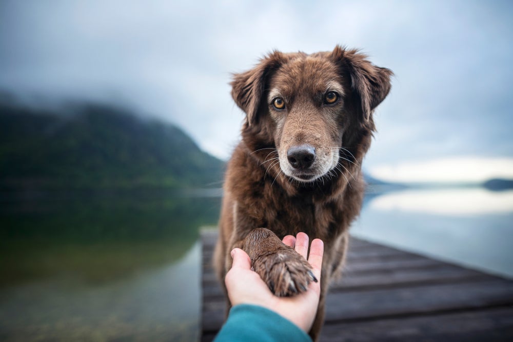 O amor de cachorro é muito especial e reconfortante para os humanos