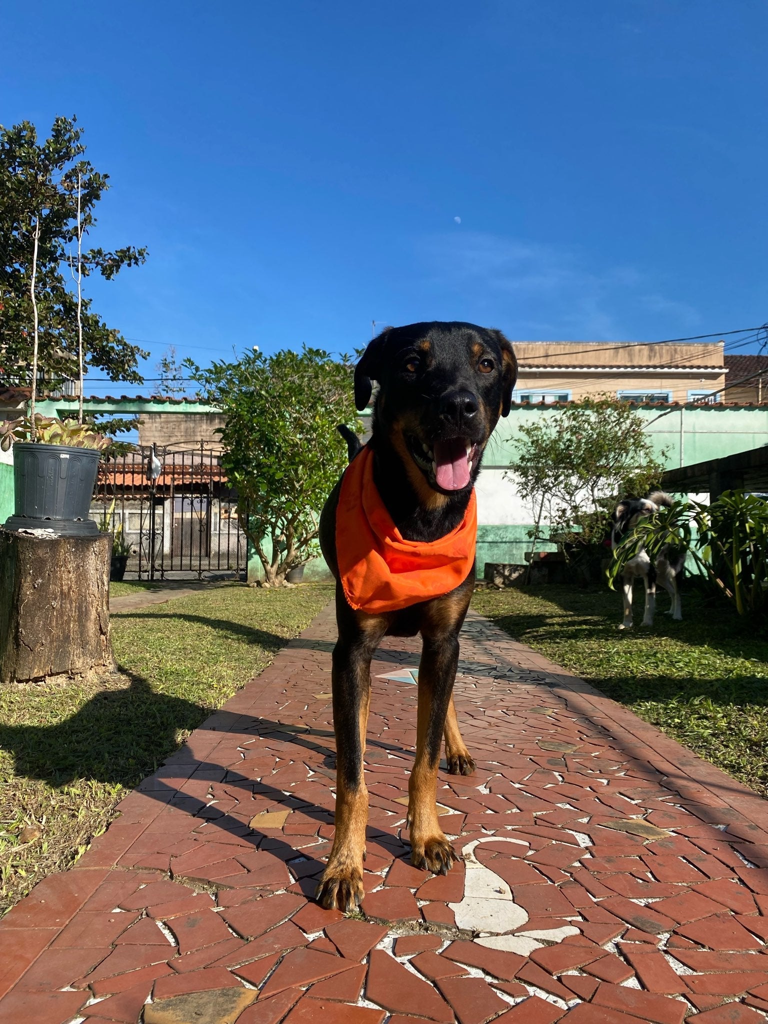 Mãe de pet: esse da foto é o Salvador, 'filho' da Nayanne (Créditos: Arquivo Pessoal)
