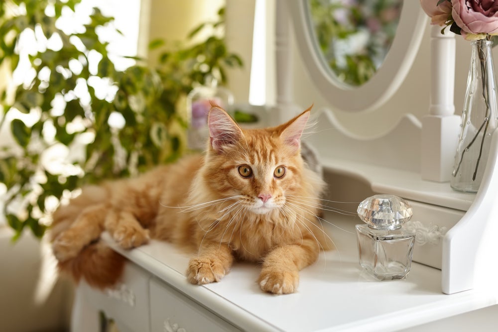 O Maine Coon é uma das raças de gato que mais chamam atenção