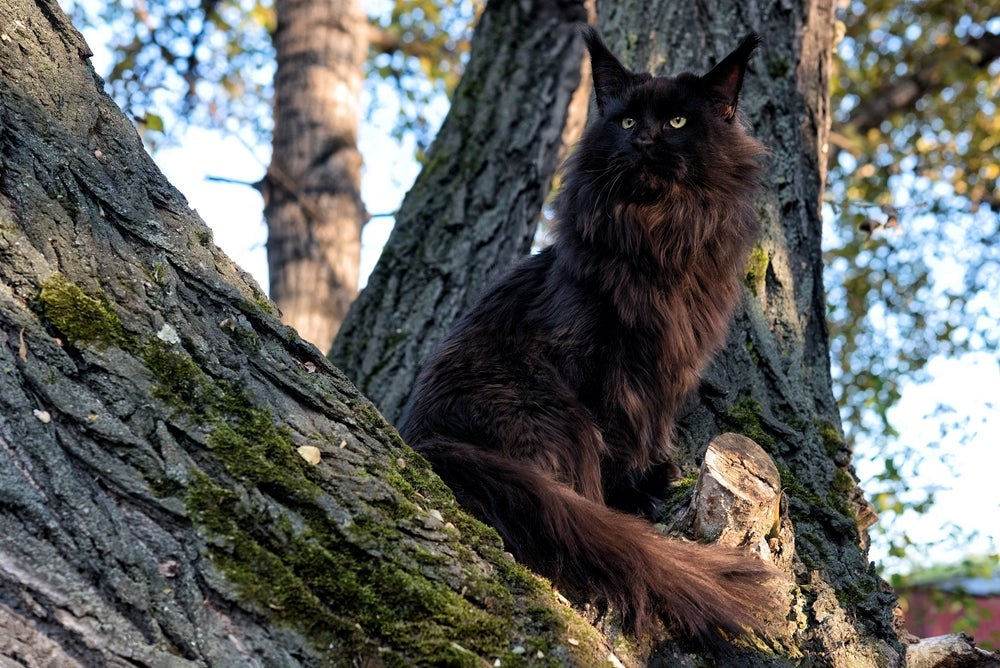 Esse gato preto de raça é amoroso e gentil