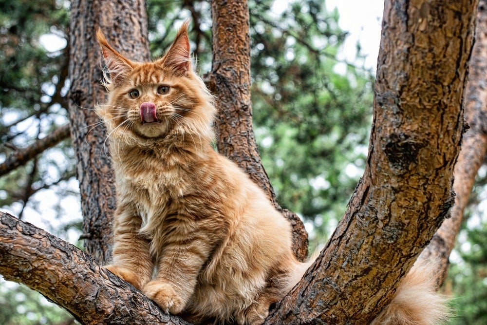 O Maine Coon é um gato gigante que possui uma boa saúde