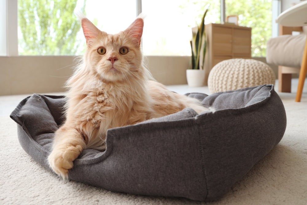 O tamanho é uma das características que mais chamam a atenção no Maine Coon