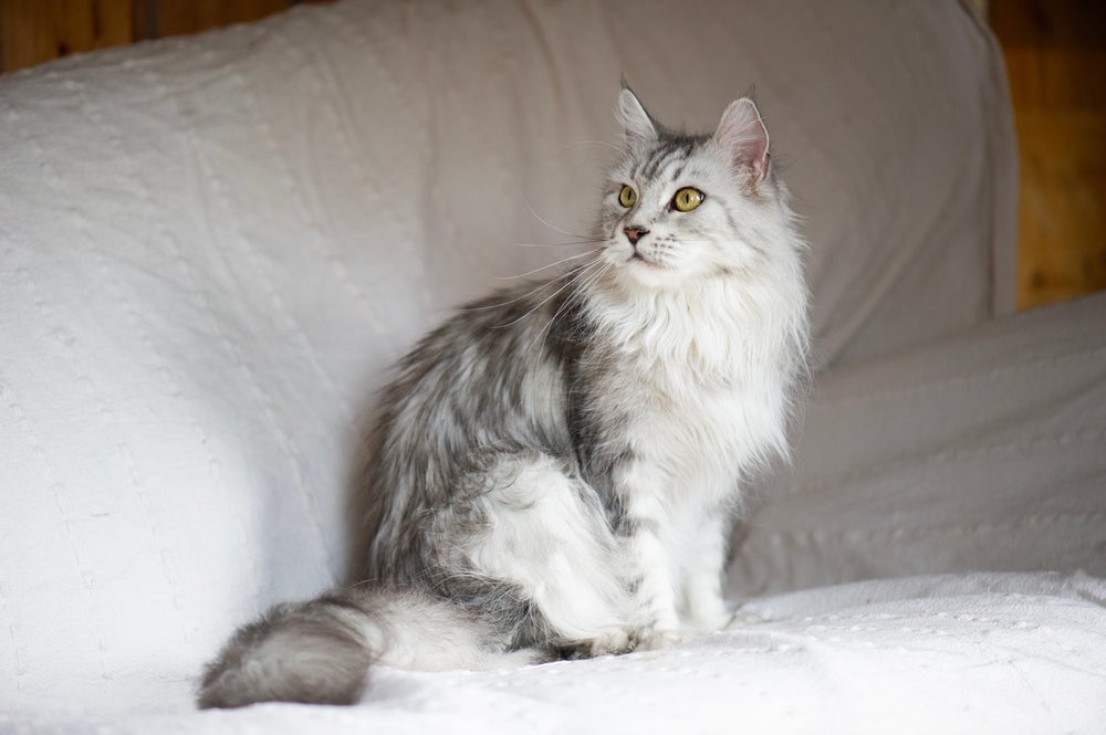 O Maine Coon é um gato peludo gigante