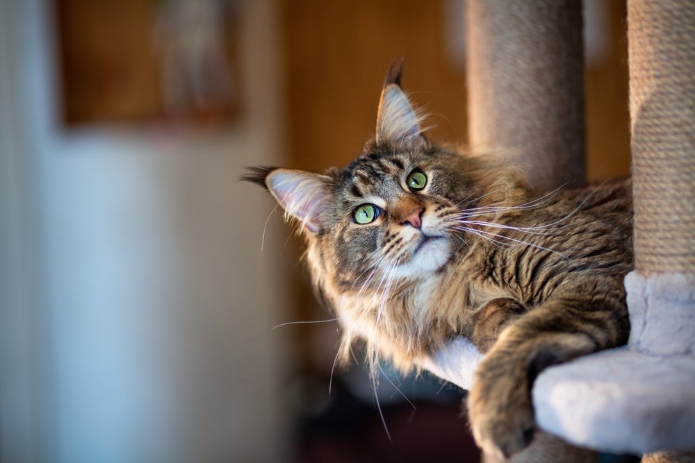 O Maine Coon está entre as raças de gato mais inteligentes