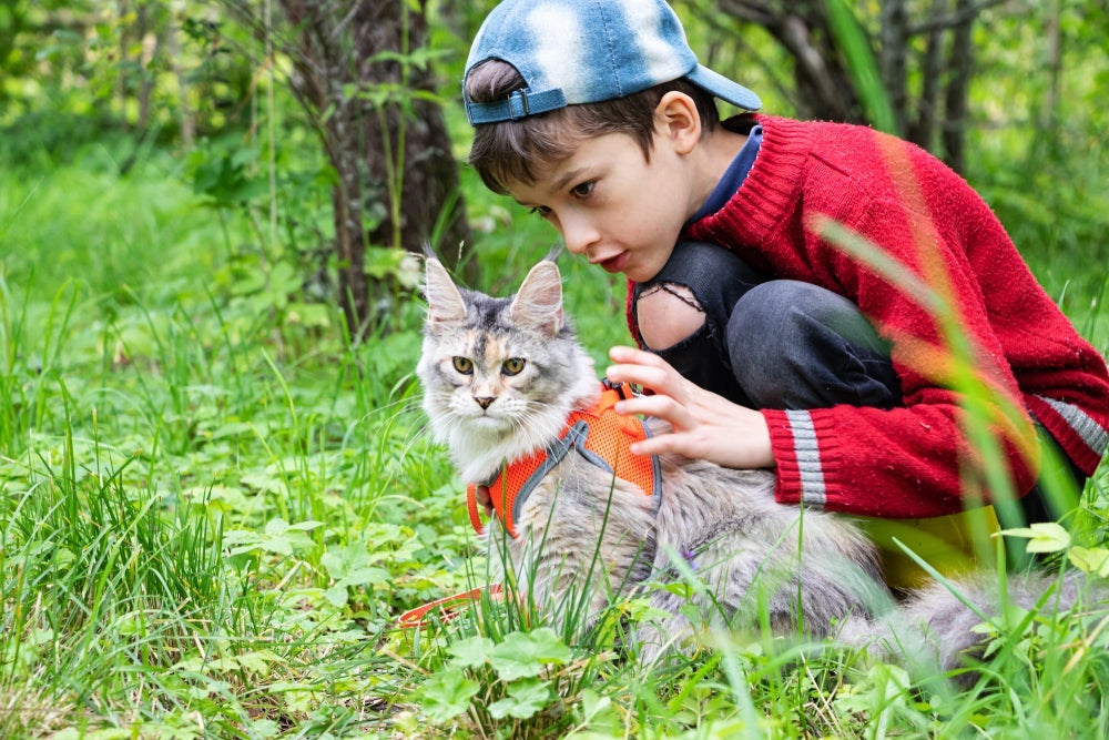 O Maine Coon é conhecido como gigante gentil devido personalidade afetuosa e tranquila