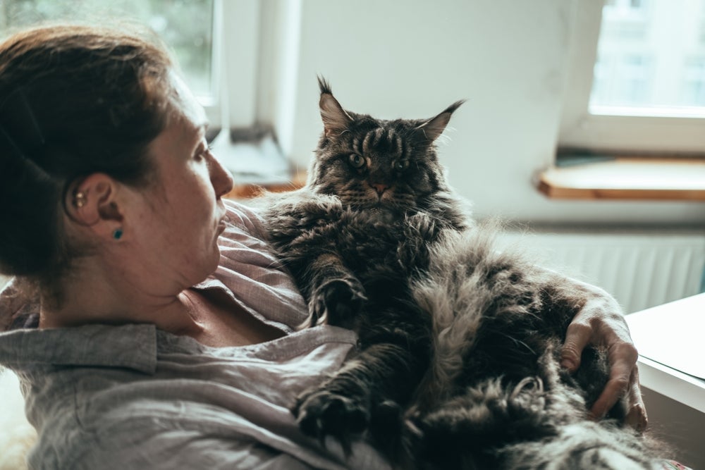O Maine Coon é uma das raças de gato que ama um colinho