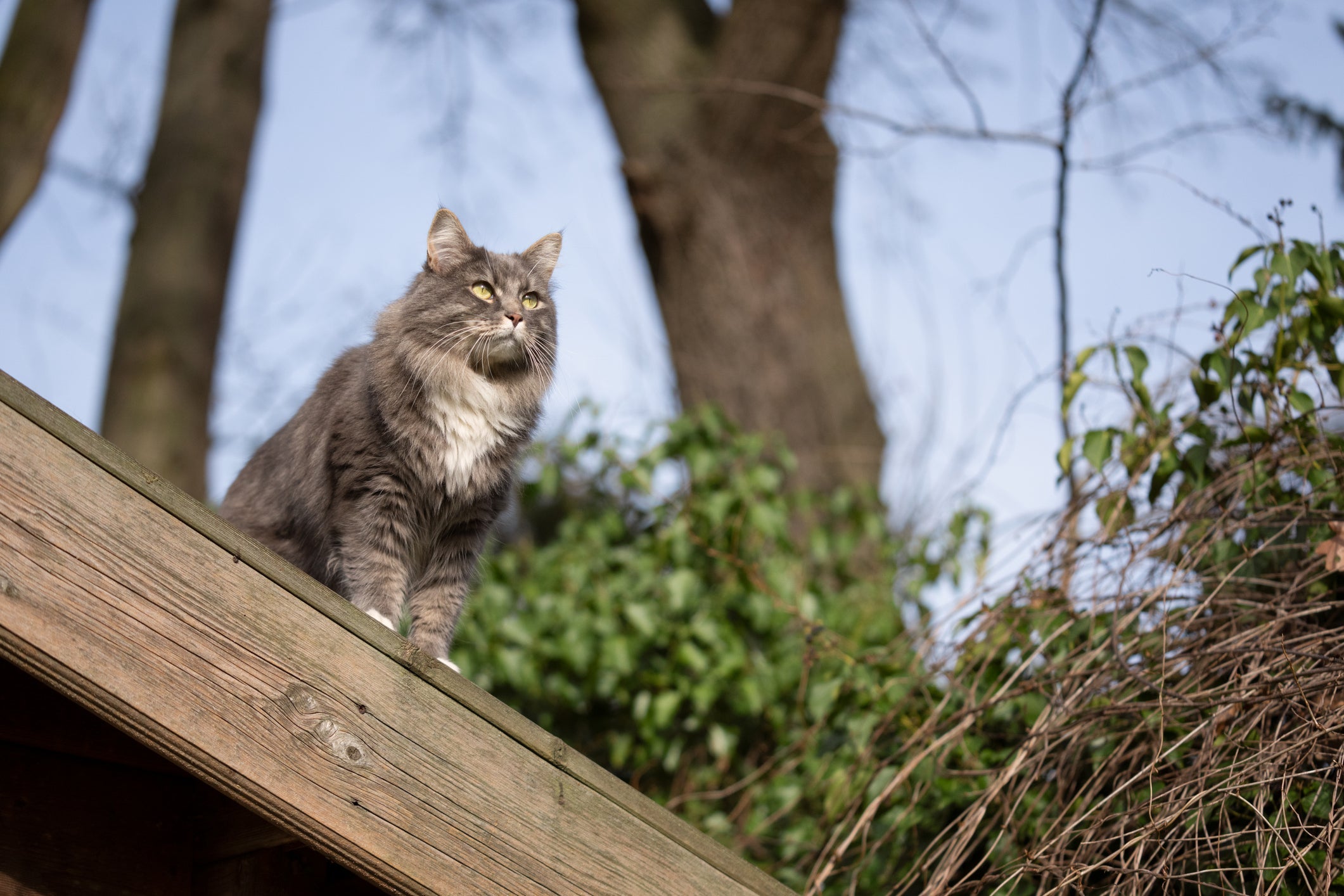 Prolapso retal: gato com acesso à rua tem mais chances de desenvolver a complicação