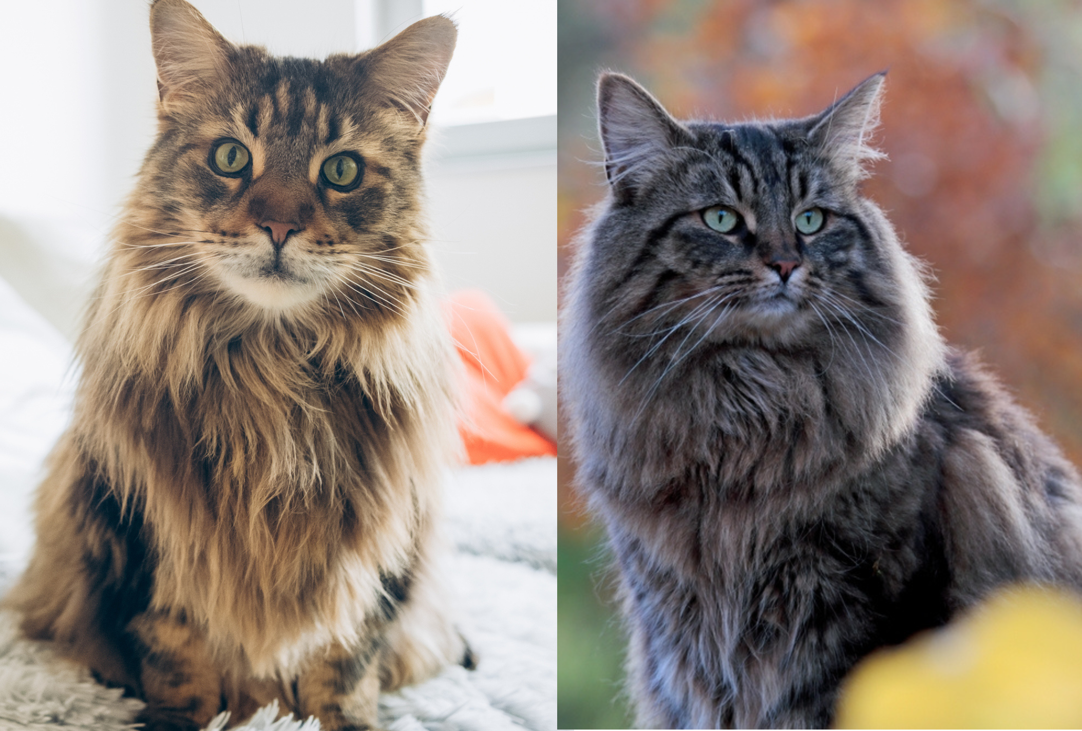 O Maine Coon apresenta um corpo mais retangular do que o Norueguês da Floresta