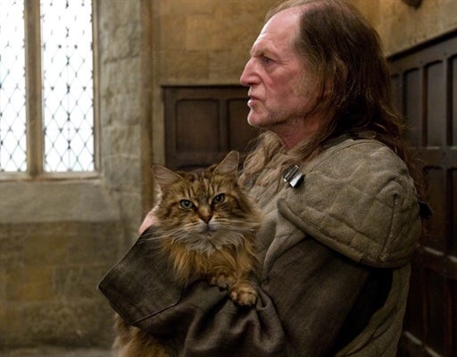 Em Harry Potter, uma Maine Coon aparece como Madame Nora (Créditos: Reprodução)