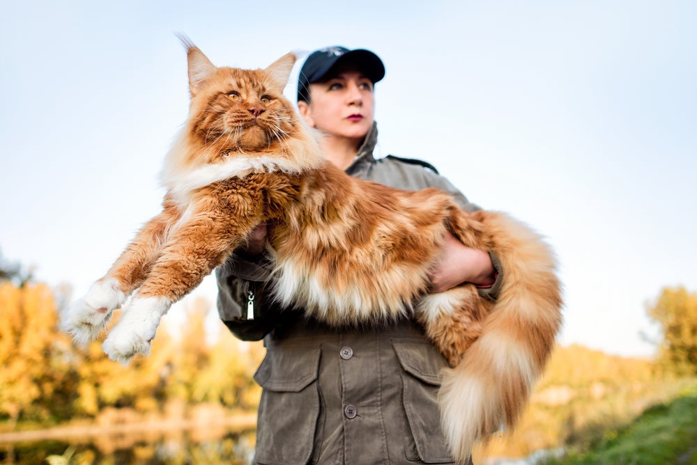 O Maine Coon é o maior gato do mundo entre os felinos domésticos