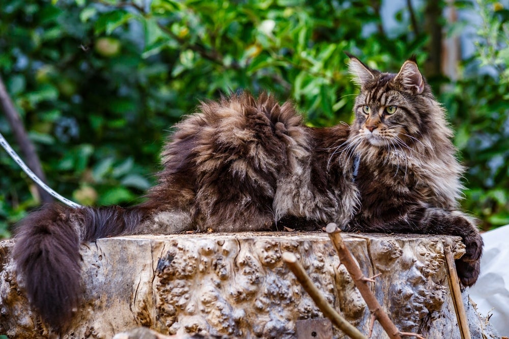 O Maine Coon é um gato gigante e que pode lembrar um animal selvagem