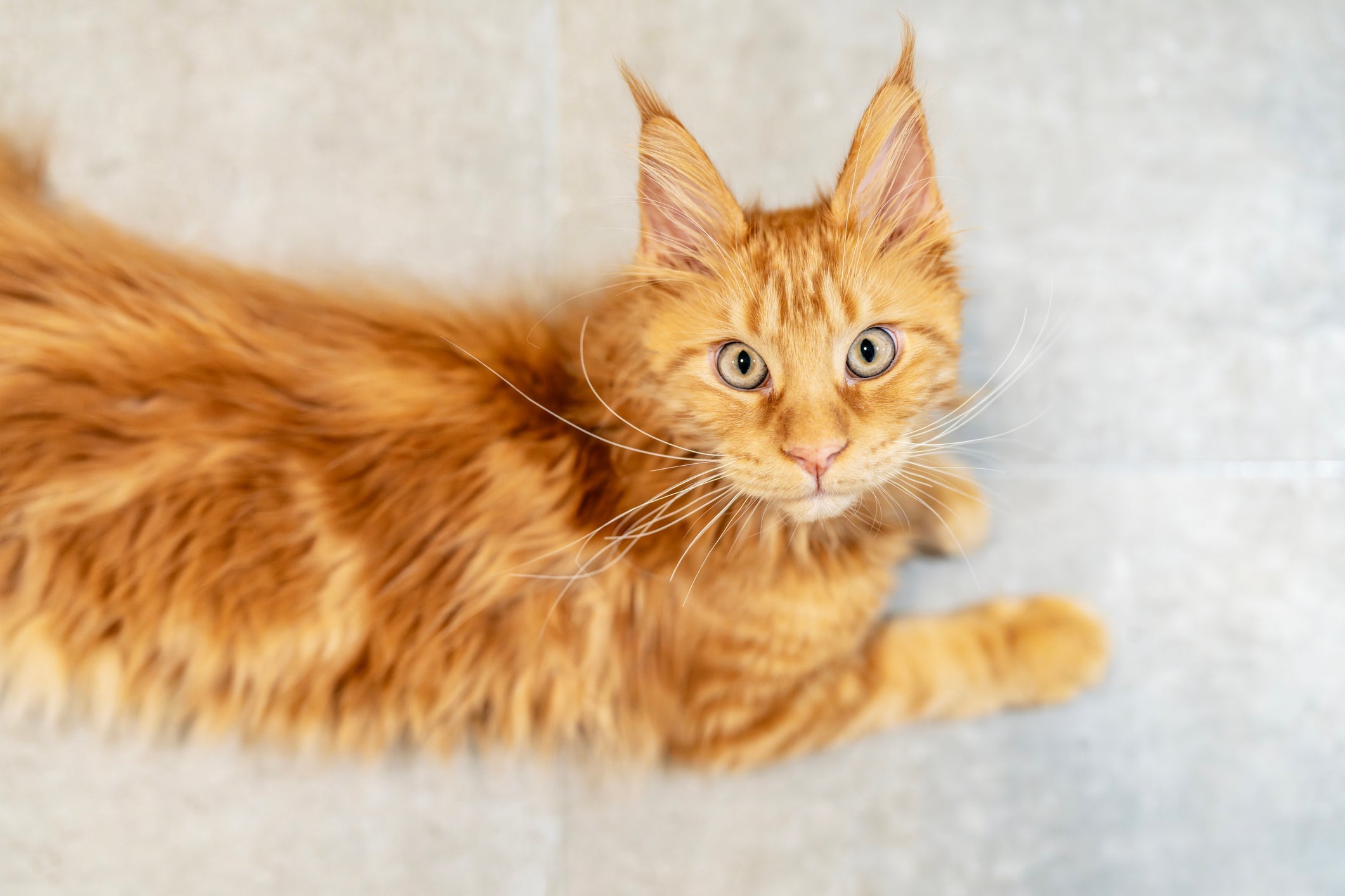 O gato Maine Coon é um dos maiores felinos domésticos, e também um dos mais fortes