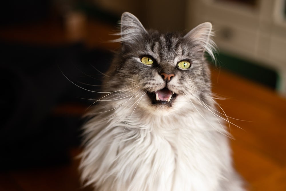 O gato Maine Coon é carinhoso e não se importa com a casa cheia