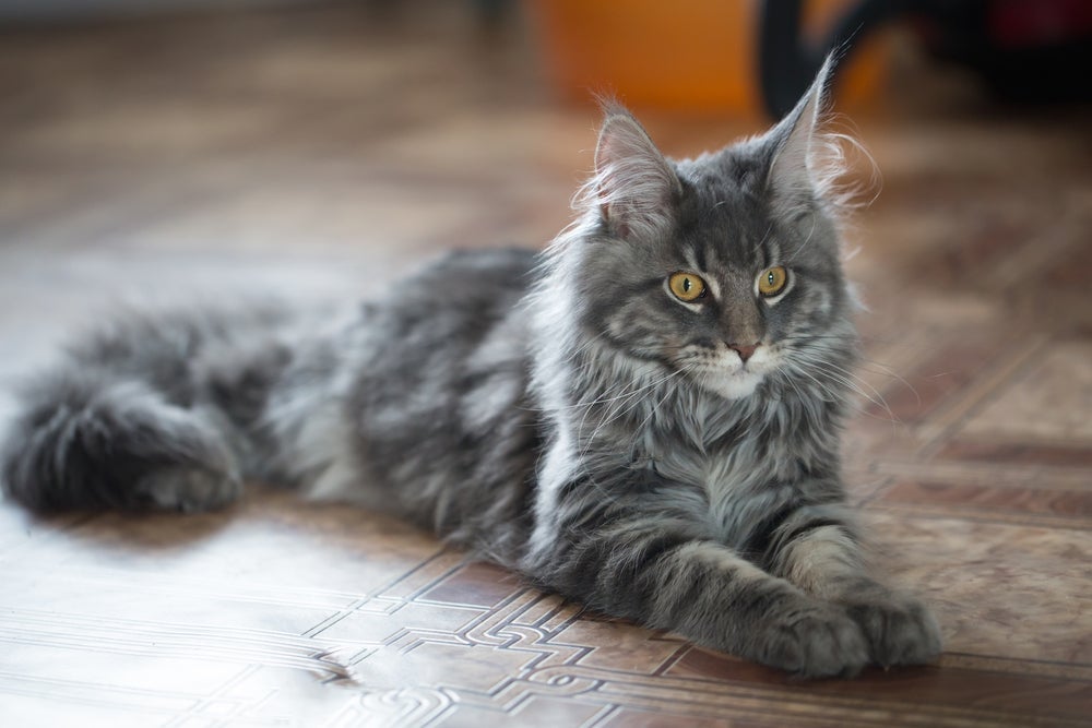 A raça de gato Maine Coon é uma das mais carinhosas e dóceis que existe