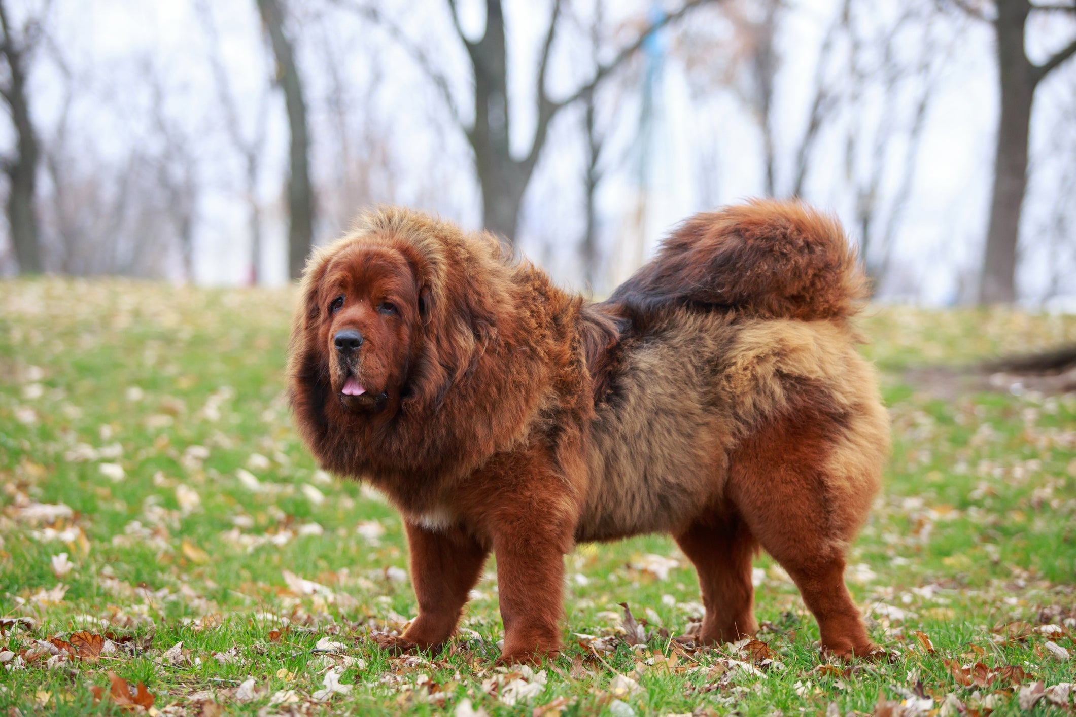 Mastim Tibetano, um dos maiores cachorros do mundo, já foi vendido pelo valor de R$2,5 milhões 