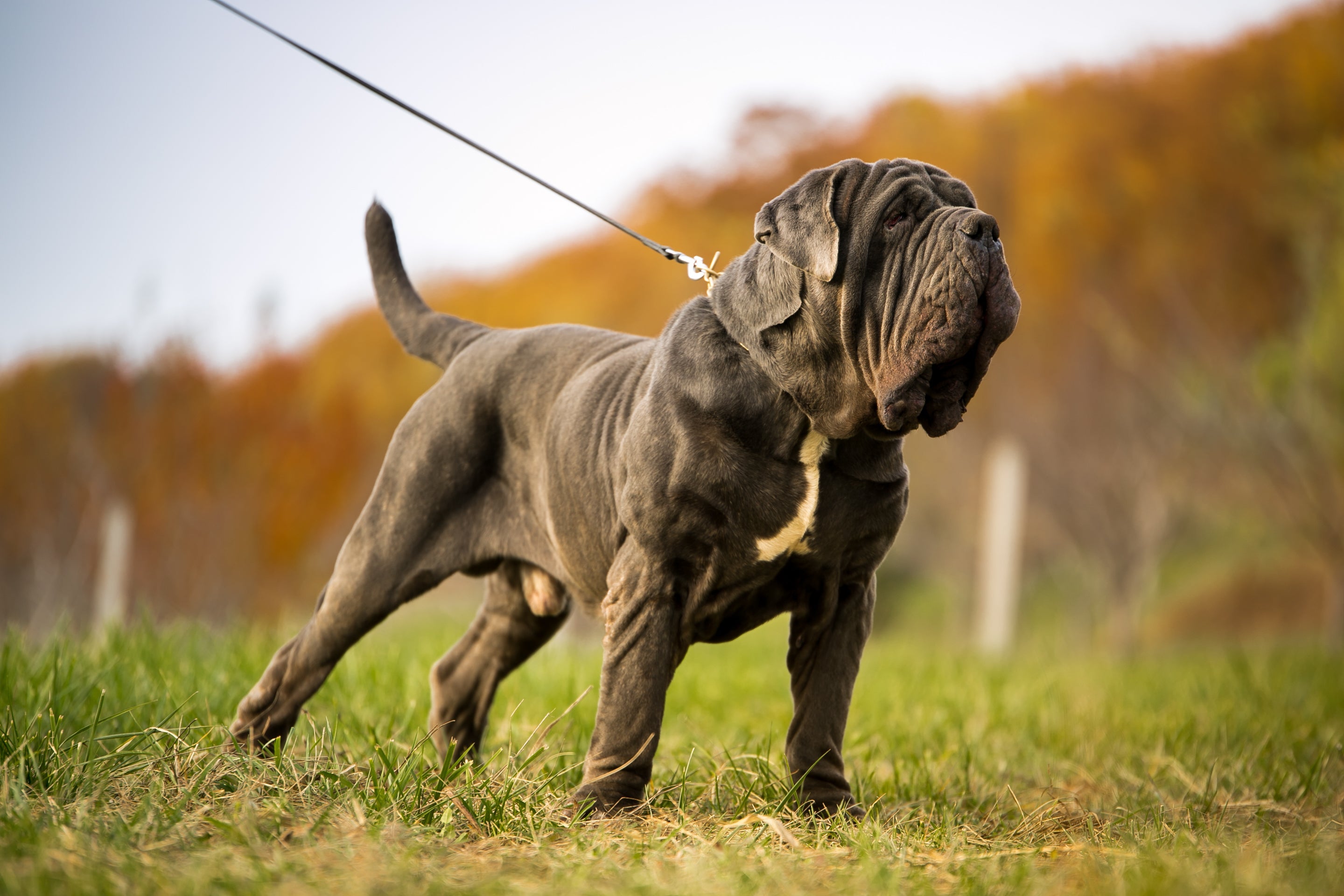 O Mastim Napolitano não é o maior cachorro do mundo, mas tem aparência imponente