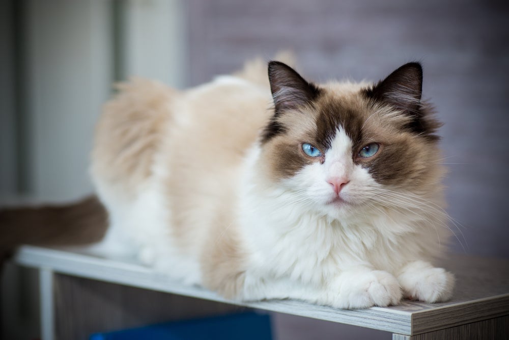 Maiores raças de gato do mundo inclui o Ragdoll