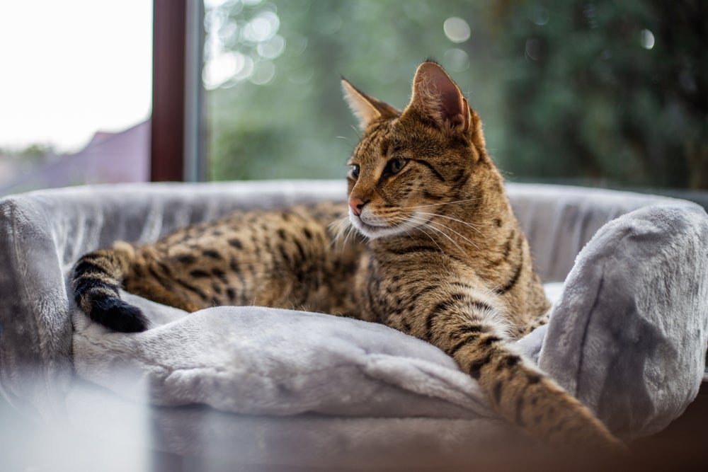 Gato gigante: raça Savannah tem aparência selvagem
