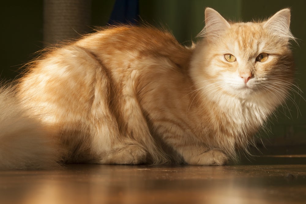 Siberiano é um gato gigante e peludo