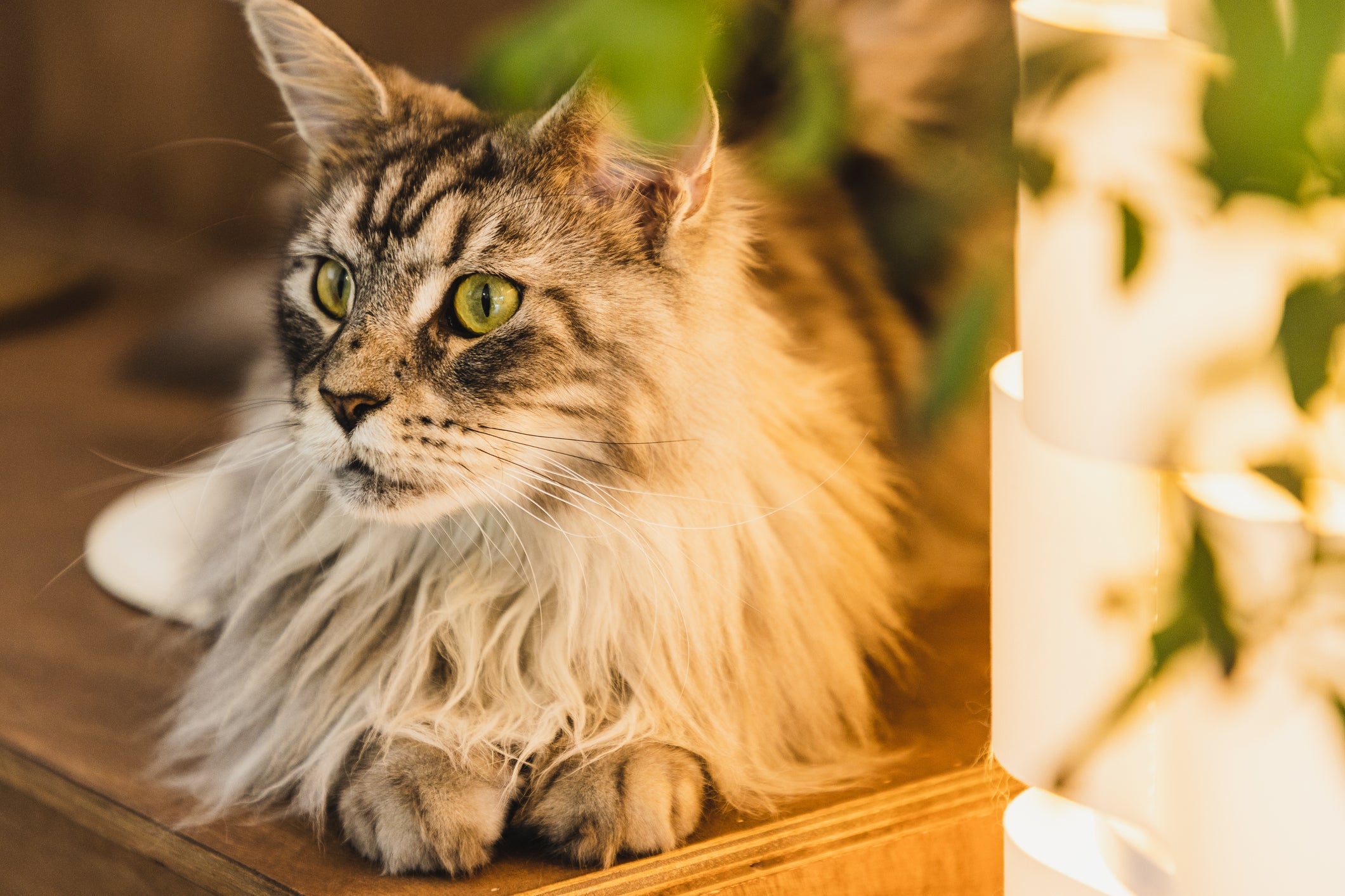 A maior raça de gato do mundo é a Maine Coon; o maior gato do mundo se chama Barivel e vive na Itália