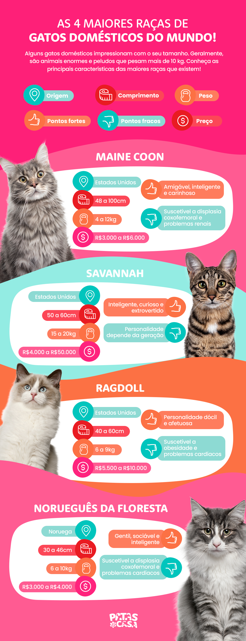 Os gatos gigantes - como o Maine Coon - chamam atenção por onde passam