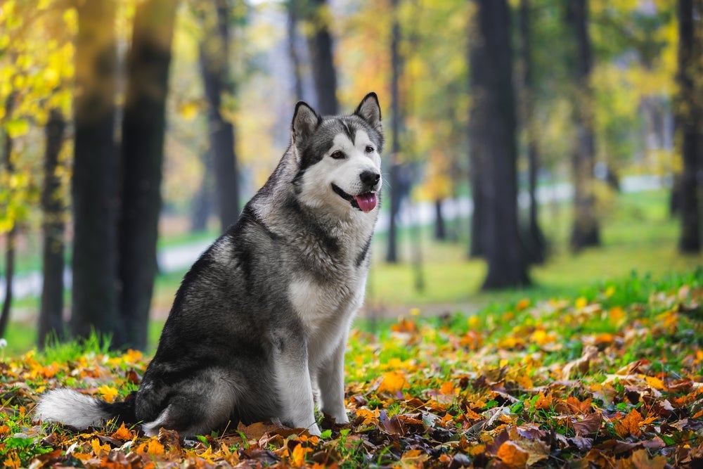O Malamute do Alasca é um cachorro americano que costuma atuar como puxador de trenós
