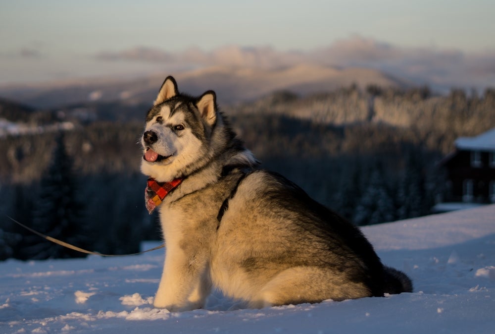 O Malamute do Alasca pensa de maneira independente
