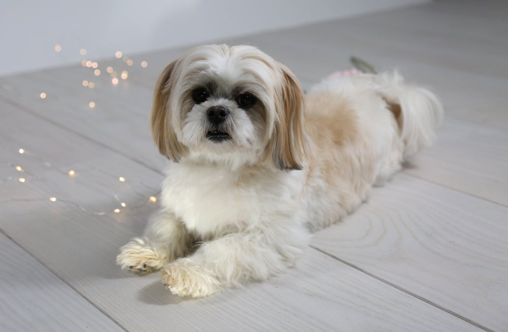 O Malshi é uma das raças de cachorro mais fofas
