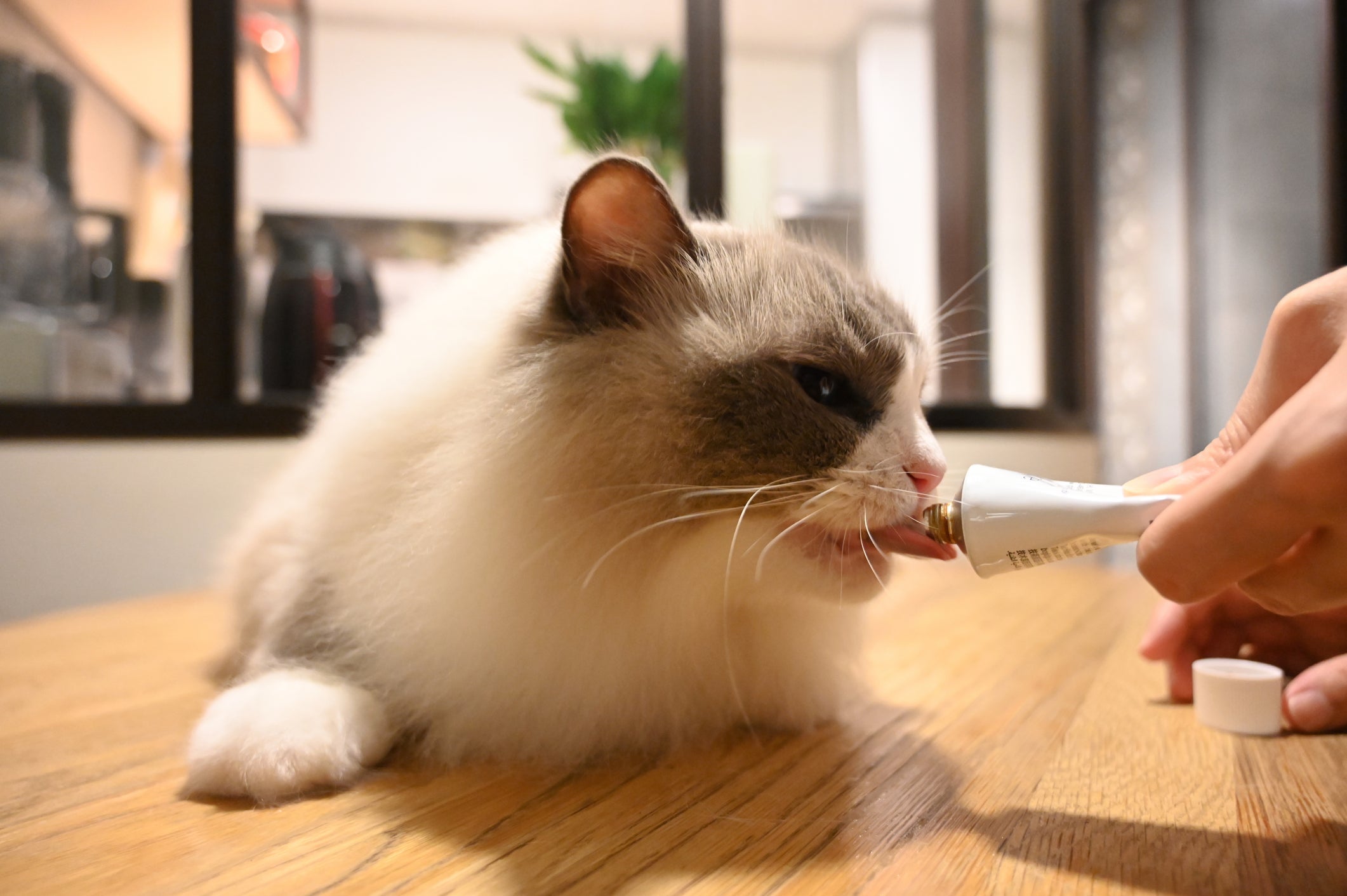O malte para gatos pode ser ingerido direto do tubo, aplicado na pata para lamber ou colocado diretamente na boca do bichano