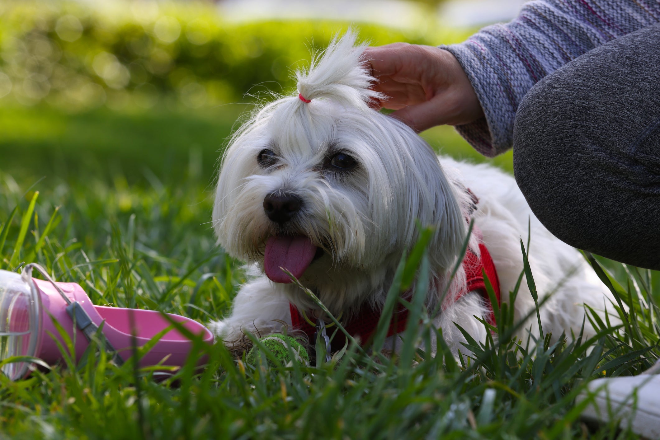 O Maltês tem o temperamento tranquilo e é um cão afetuoso