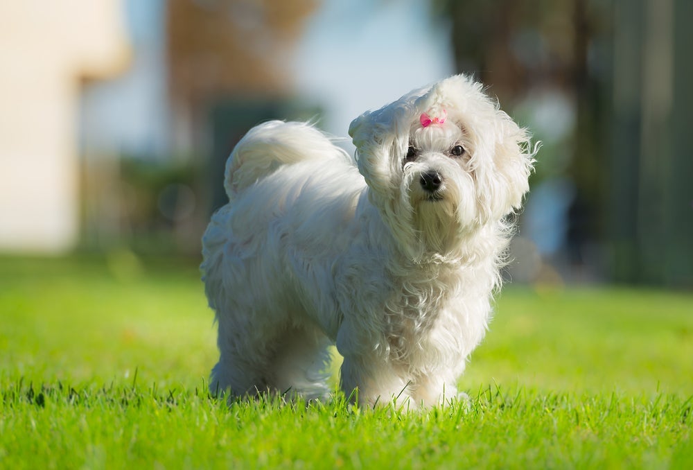 O Maltês é uma raça de cachorro peluda que não cresce.