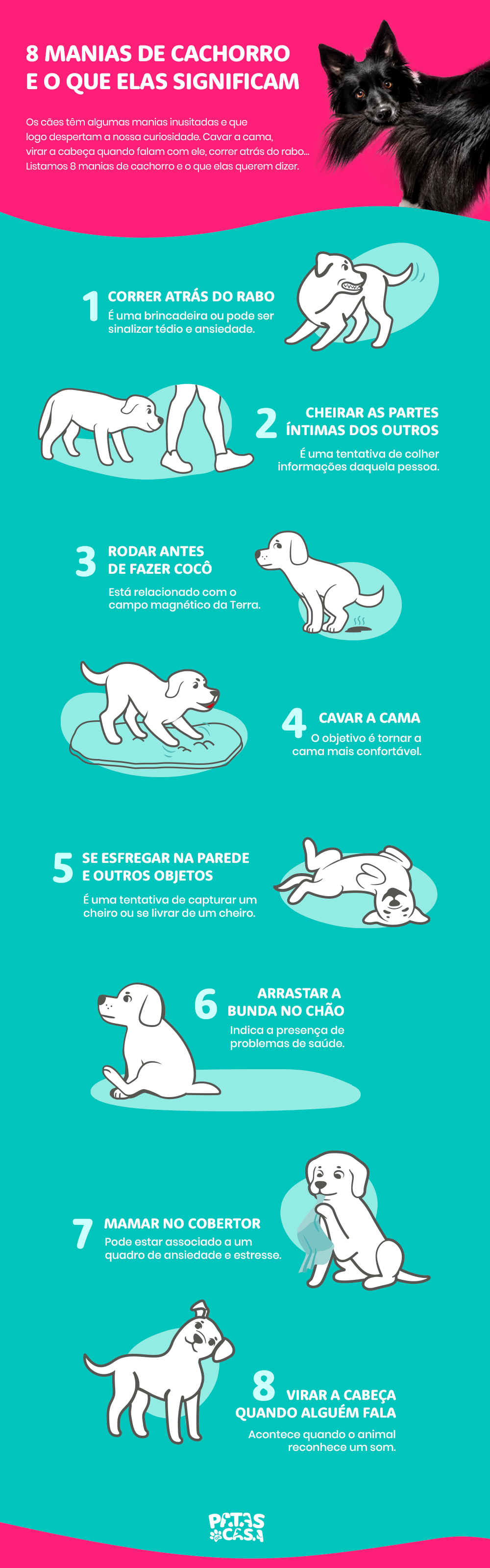 Mania de cachorro: saiba quais são as mais comuns e o que significam