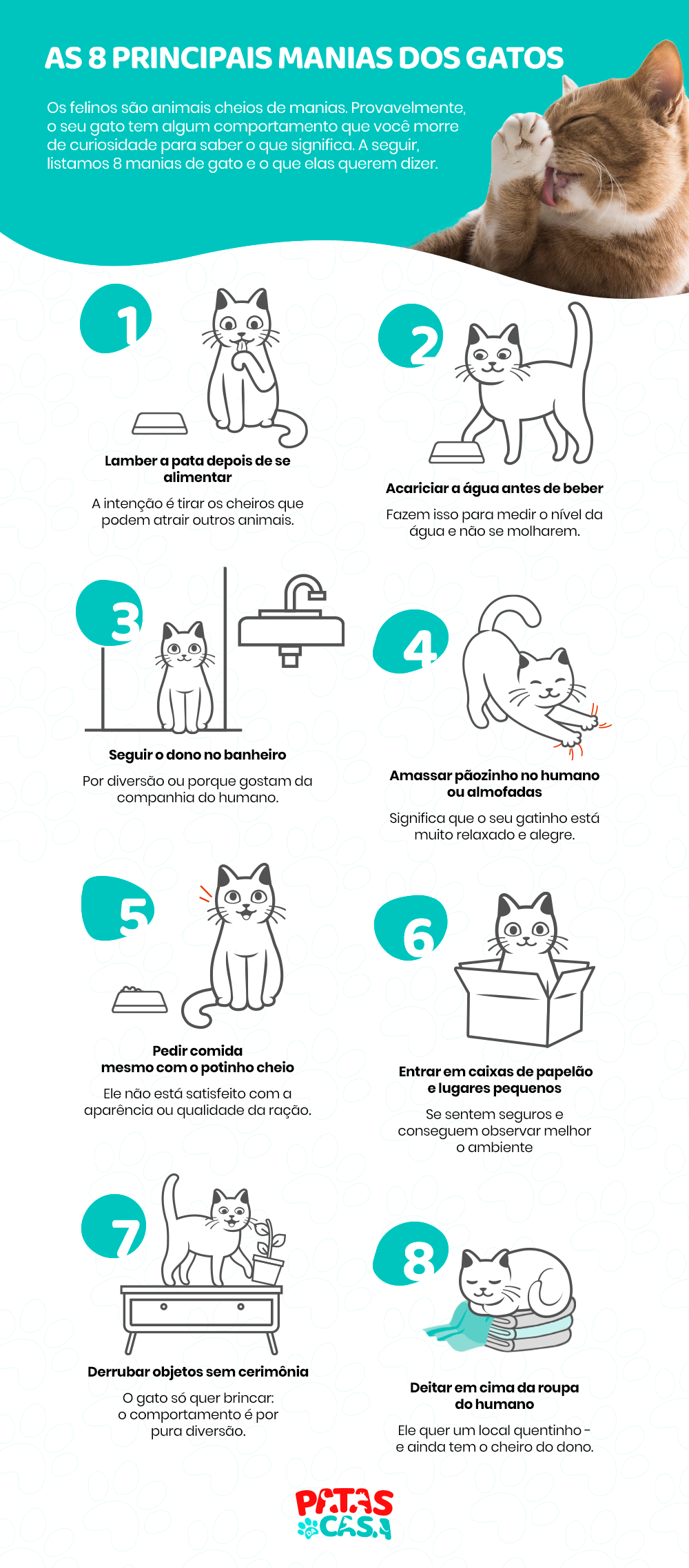 Descubra o significado das principais manias de gato