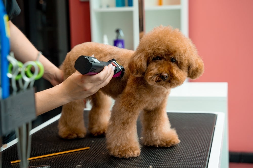Tosar cachorro no verão ou não depende de alguns fatores