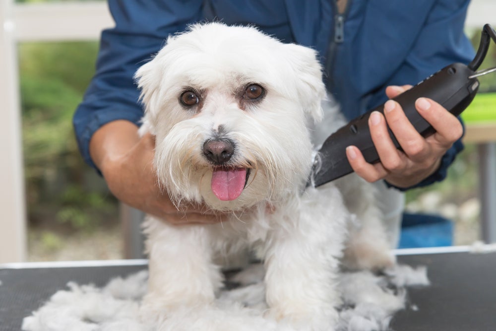 A máquina de tosar cachorro é um ótimo investimento para quem tem cães com pelos longos e volumosos