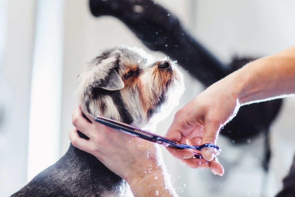 Além da máquina de tosar cachorro, você deve usar uma tesoura para diminuir o volume dos fios