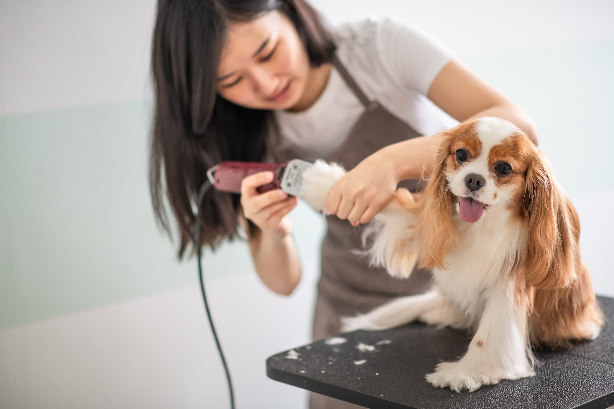 A tosa de cachorro pode trazer vários benefícios ao pet