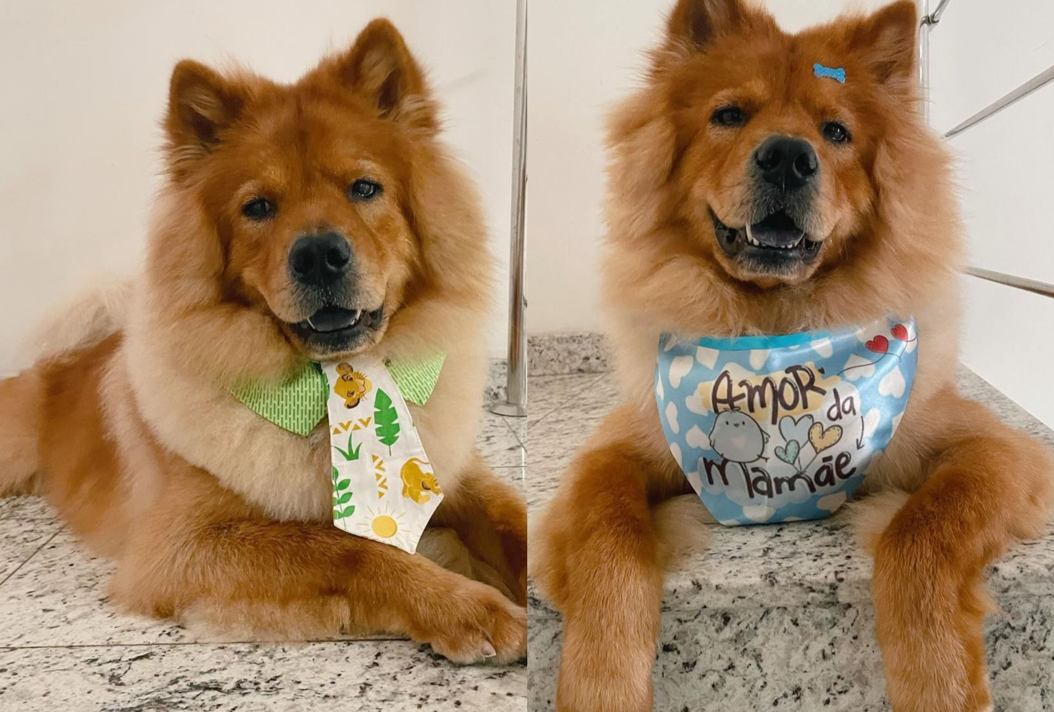 O banho e tosa do Chow Chow é diferenciado