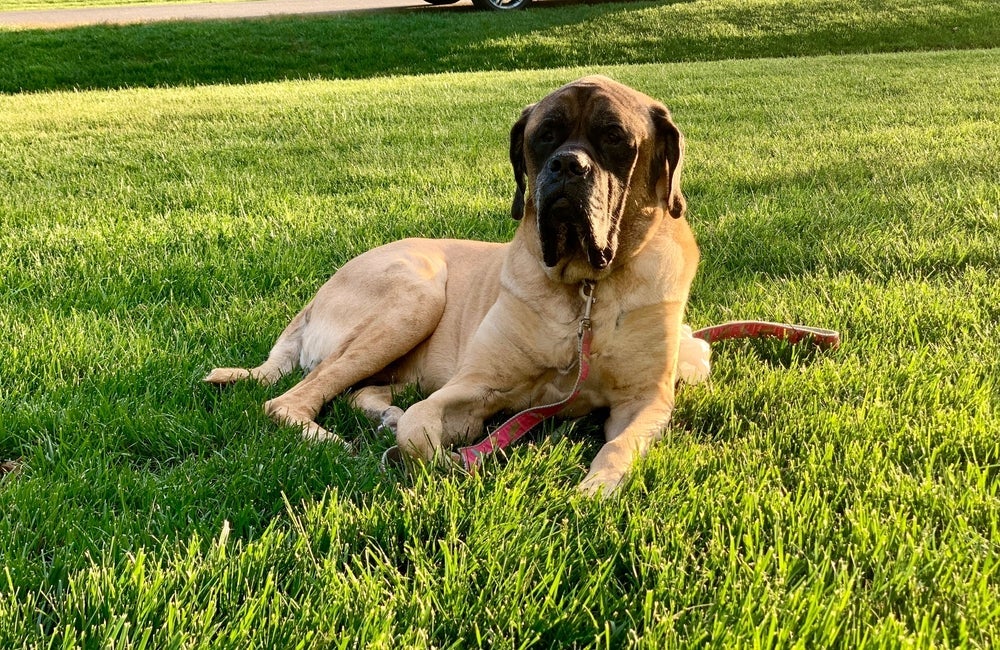 Apesar de tranquilo, o Mastiff Inglês não se dá bem em apartamentos devido seu tamanho