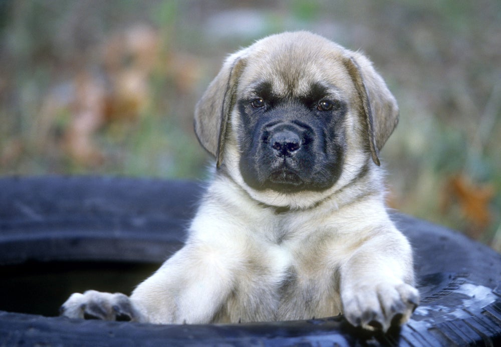 O Mastiff Inglês filhote é uma fofura, mas pode ser bem agitado também