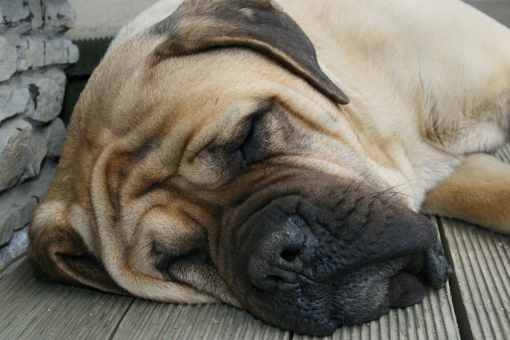 O Mastiff Inglês é um cachorro grande que adora dormir