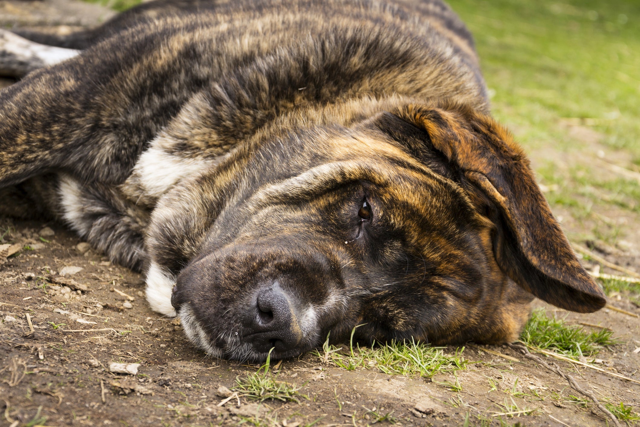 O Mastim Inglês é parente do Mastim Tibetano. Também é um cão tigrado
