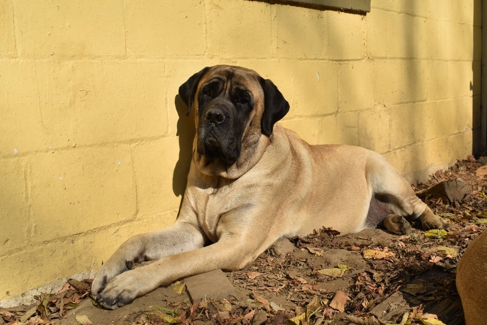 O Mastim Inglês é um dos maiores cachorros do mundo