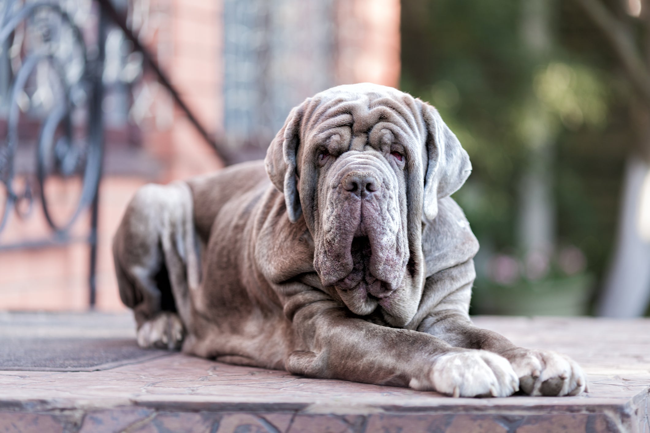 O Mastim Napolitano é uma raça de cachorro que pode sofrer com alguns problemas de saúde