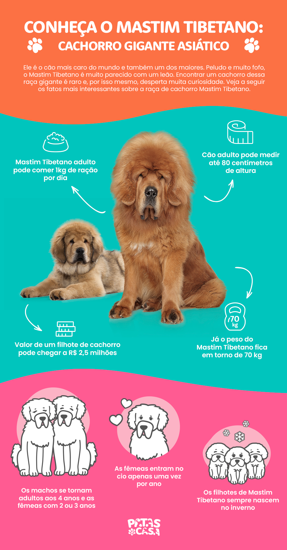 O fato de ser a raça de cachorro mais cara do mundo não é o único dado interessante sobre o Mastim Tibetano!