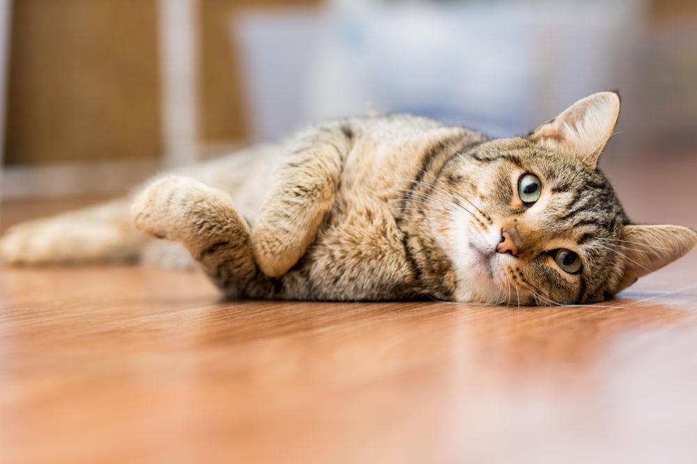 Nos casos mais graves de mastite felina o desmame pode ser recomendado.