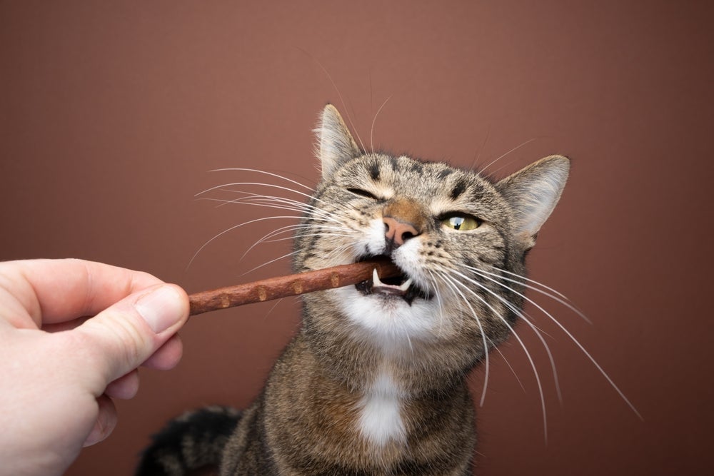 O matatabi para gatos costuma ter efeitos mais intensos do que o catnip