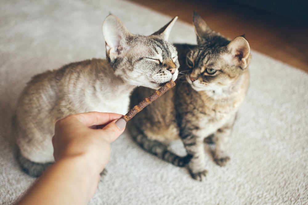 O matatabi para gatos normalmente é encontrado no formato de palitos